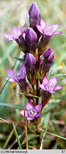 Gentianella bohemica (goryczuszka czeska)