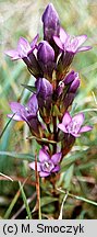 Gentianella bohemica (goryczuszka czeska)