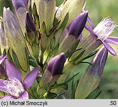 Gentianella bohemica (goryczuszka czeska)