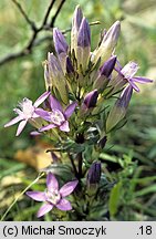 Gentianella bohemica (goryczuszka czeska)