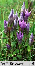 Gentianella bohemica (goryczuszka czeska)