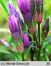 Gentianella bohemica (goryczuszka czeska)