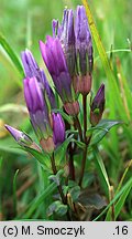 Gentianella bohemica (goryczuszka czeska)