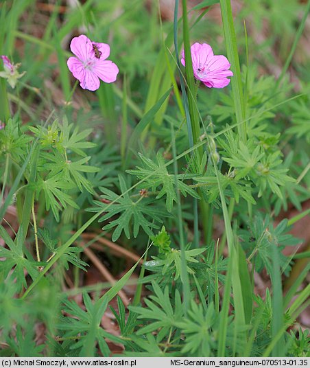 Geranium sanguineum (bodziszek czerwony)