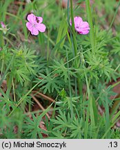 Geranium sanguineum (bodziszek czerwony)