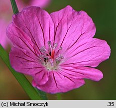 Geranium sanguineum (bodziszek czerwony)