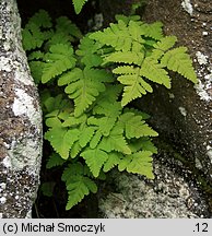 Gymnocarpium dryopteris (cienistka trójkątna)