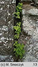 Gymnocarpium dryopteris (cienistka trójkątna)