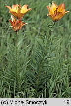 Lilium bulbiferum (lilia bulwkowata)