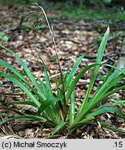 Luzula sylvatica (kosmatka olbrzymia)