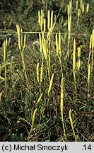 Lycopodium clavatum (widłak goździsty)