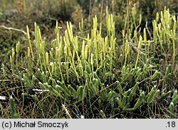 Lycopodium clavatum (widłak goździsty)