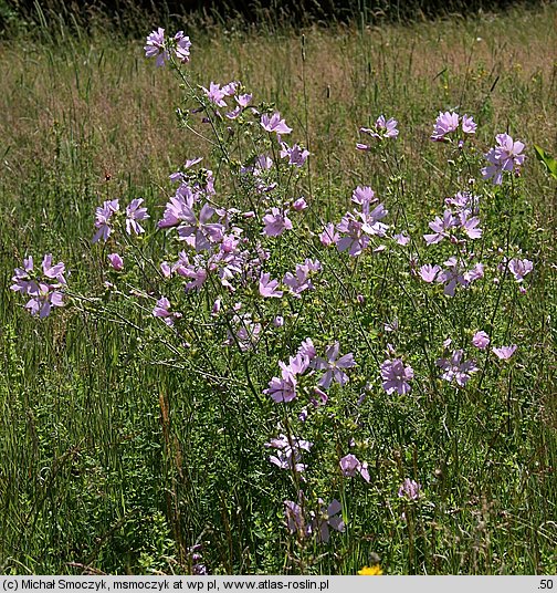 Malva moschata (ślaz piżmowy)