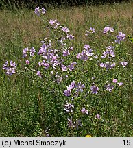 Malva moschata (ślaz piżmowy)