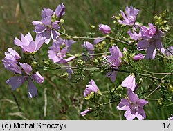 Malva moschata (ślaz piżmowy)