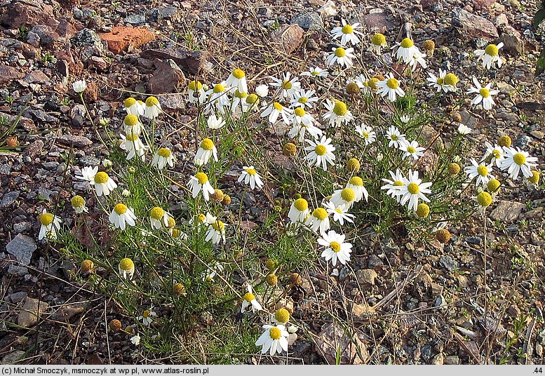 Matricaria perforata (maruna bezwonna)