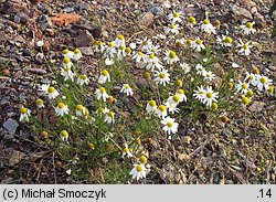 Matricaria perforata (maruna bezwonna)