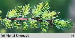 Metasequoia glyptostroboides (metasekwoja chińska)