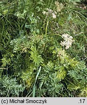 Mutellina purpurea (marchwica pospolita)