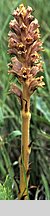 Orobanche elatior (zaraza wielka)