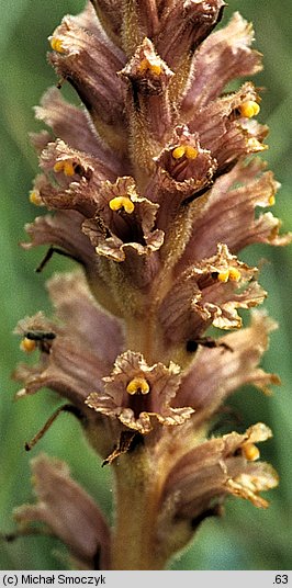 Orobanche elatior (zaraza wielka)