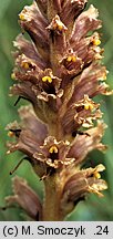 Orobanche elatior (zaraza wielka)