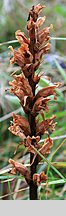 Orobanche elatior (zaraza wielka)