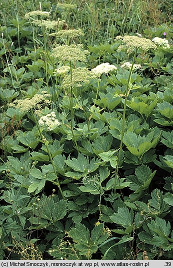 Peucedanum ostruthium (gorysz miarz)