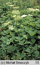 Peucedanum ostruthium (gorysz miarz)