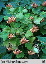 Physocarpus opulifolius (pęcherznica kalinolistna)