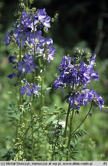 Polemonium caeruleum (wielosił błękitny)