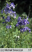 Polemonium caeruleum (wielosił błękitny)