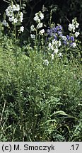 Polemonium caeruleum (wielosił błękitny)