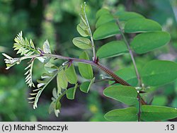 Robinia pseudoacacia (robinia akacjowa)