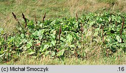 Rumex alpinus (szczaw alpejski)