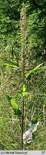 Rumex longifolius (szczaw domowy)