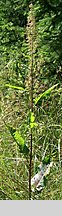 Rumex longifolius (szczaw domowy)