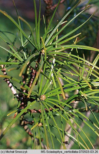 Sciadopitys verticillata (sośnica japońska)