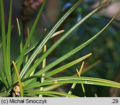 Sciadopitys verticillata (sośnica japońska)