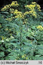 Senecio ovatus (starzec jajowaty)