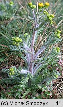 Senecio vernalis (starzec wiosenny)