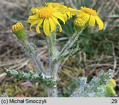 Senecio vernalis (starzec wiosenny)