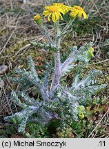 Senecio vernalis (starzec wiosenny)