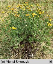 Tanacetum vulgare (wrotycz pospolity)