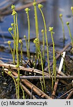 Thelypteris palustris (zachylnik błotny)