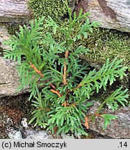 Thuja occidentalis (żywotnik zachodni)