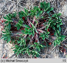 Trifolium arvense (koniczyna polna)