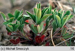 Trifolium arvense (koniczyna polna)