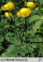 Trollius europaeus (pełnik europejski)