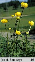 Trollius europaeus (pełnik europejski)